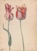 Georg Flegel Two Tulips Sweden oil painting artist